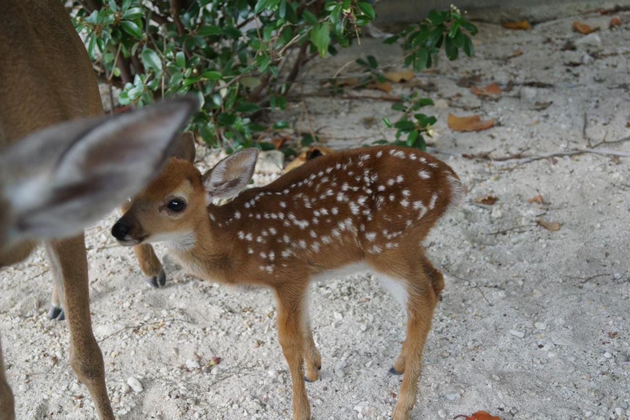 Bed and Breakfast Deer Run On The Atlantic Big Pine Key Exteriér fotografie